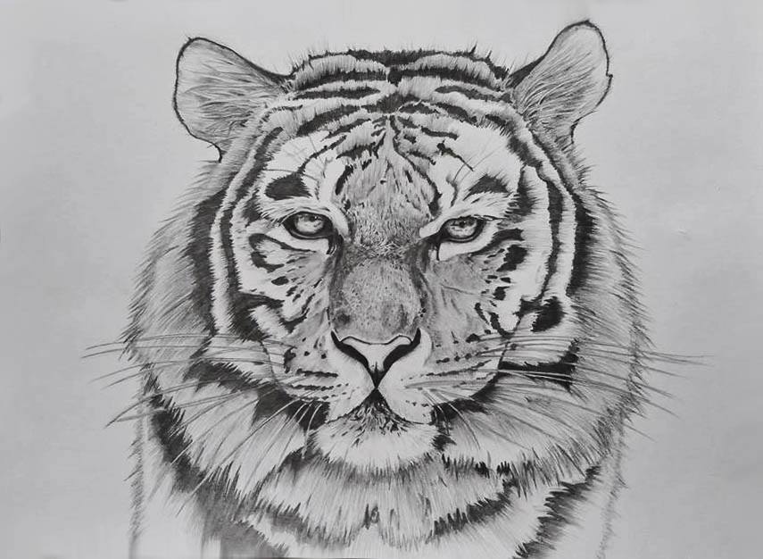 Tiger Drawing Tumblr at PaintingValley.com | Explore collection of ...