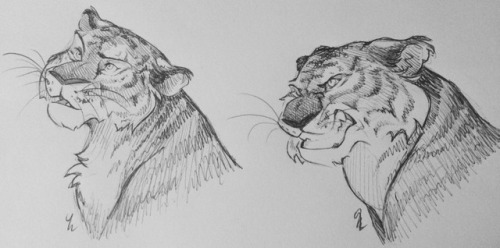 500x248 Tiger Drawing Tumblr - Tiger Drawing Tumblr