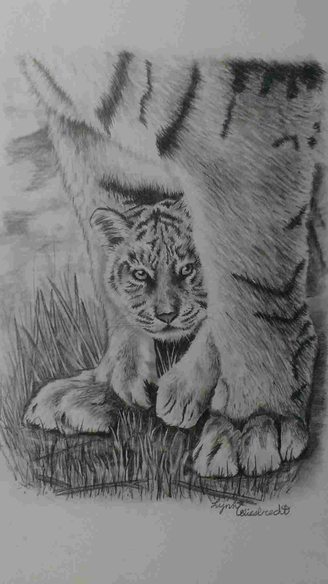 1150x2048 Tiger Pencil Drawings Of Baby Animals Drawing Wildlife Tiger - Tiger Drawing Tumblr