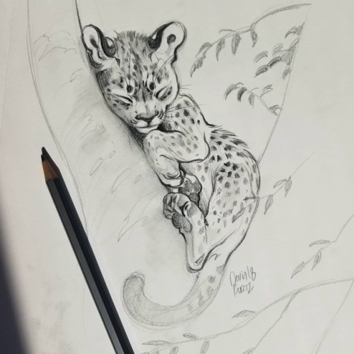 500x500 Tiger Sketches Tumblr - Tiger Drawing Tumblr