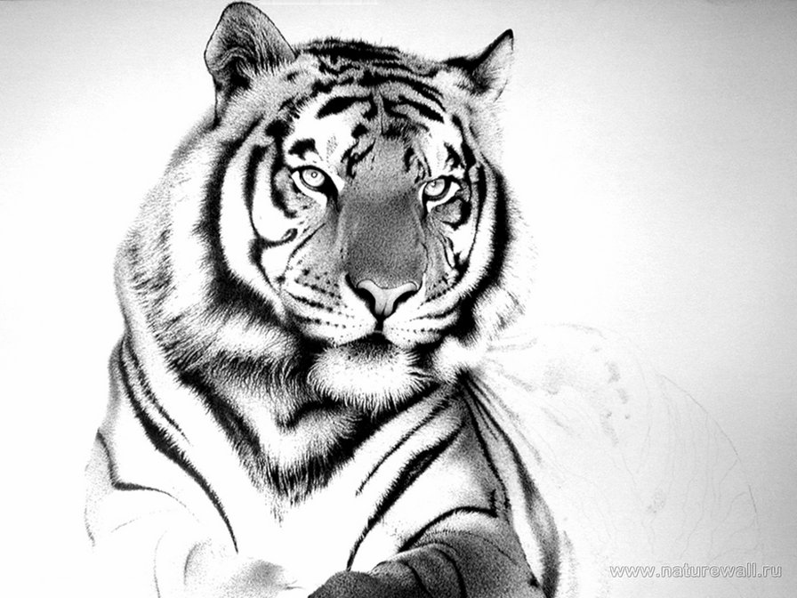 896x672 Cute Tiger Drawing Tumblr - Tiger Drawing Tumblr