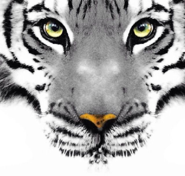 640x609 I Want A Picture If This To Hang In My Livibgroom! Art Tiger - Tiger Drawing Tumblr