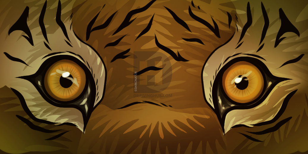 1036x520 How To Draw Tiger Eyes, Step - Tiger Eye Drawing