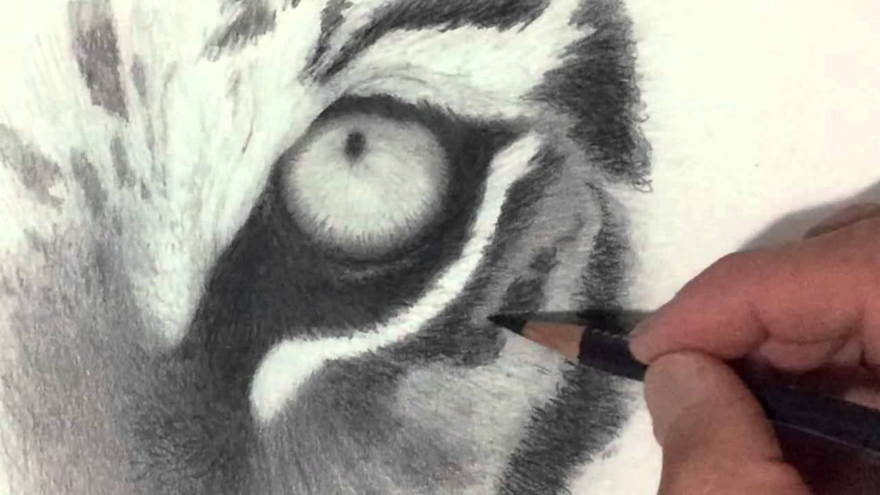 1280x720 Tiger Eye Drawing - Tiger Eye Drawing