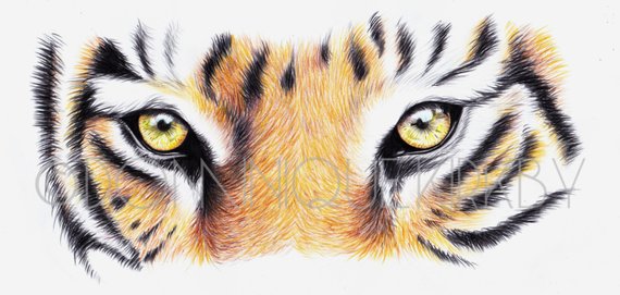 570x271 Tiger's Eyes Colour Pencil Drawing Print Etsy - Tiger Eye Drawing
