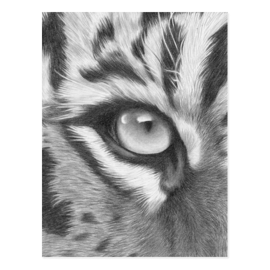 540x540 Tiger Eye - Tiger Eye Drawing