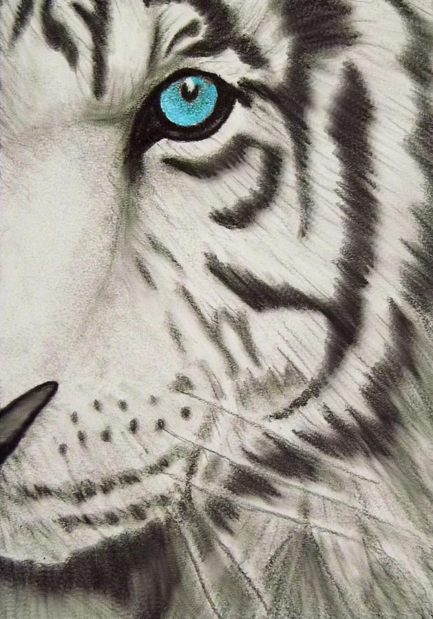 629x900 White Tiger's Eye Drawing - Tiger Eye Drawing