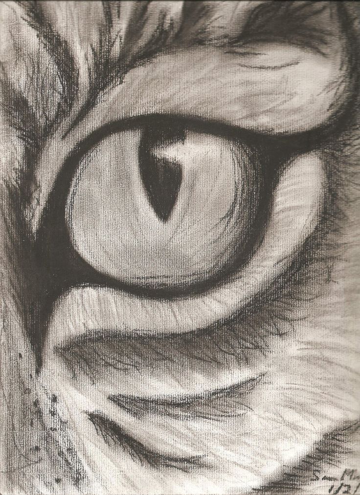 736x1011 drawings of tigers eyes - Tiger Eye Drawing