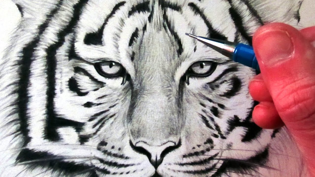 1280x720 How To Draw A Tiger - Tiger Face Drawing