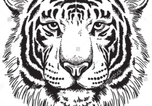 300x210 Tiger Face Drawing - Tiger Face Drawing