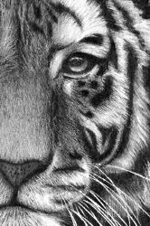 166x250 Drawing Tutorials Gtgt P A I N T Ltlt Drawings, Art, Tiger Sketch - Tiger Face Drawing