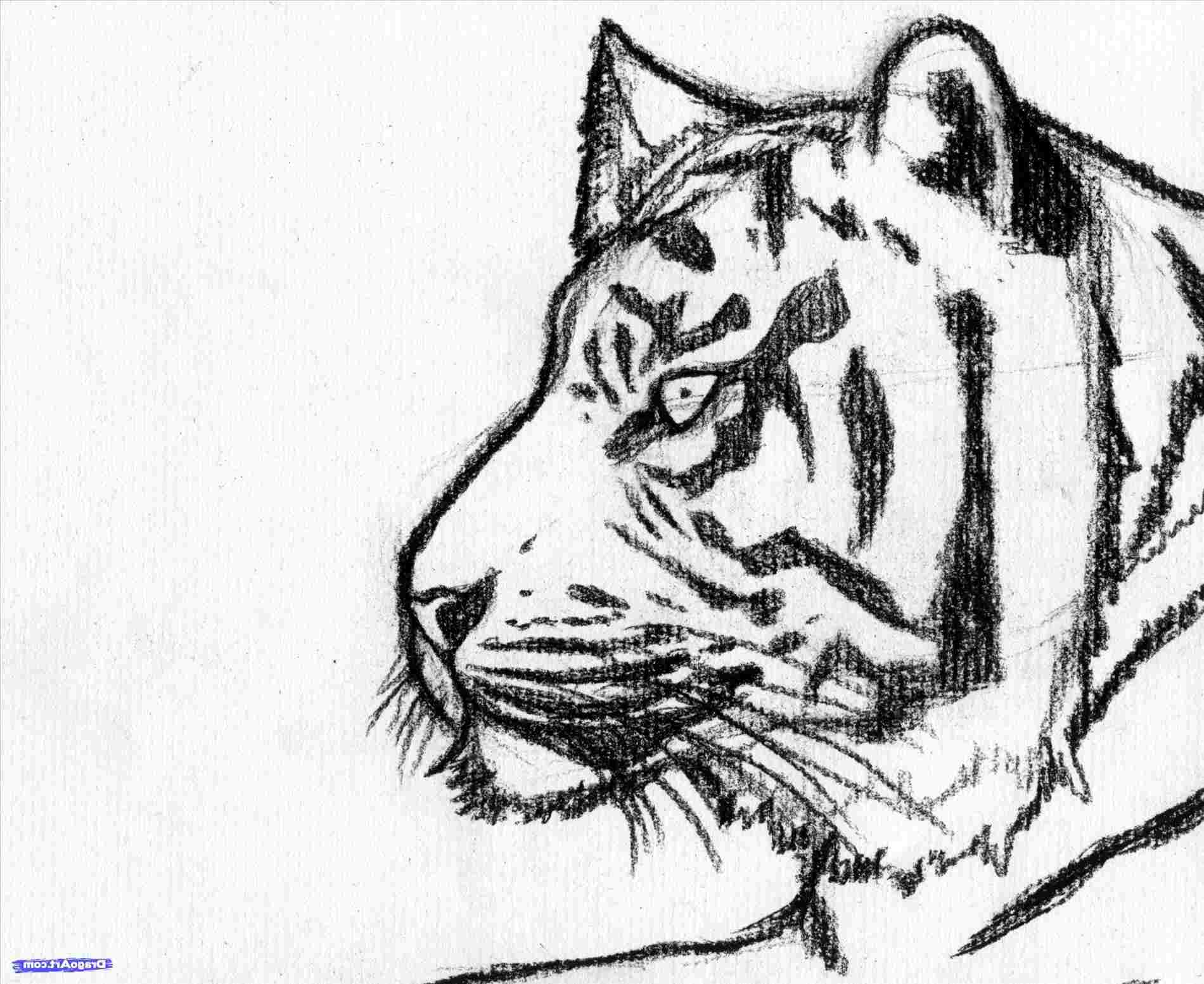 Tiger Face Drawing at PaintingValley.com | Explore collection of Tiger ...