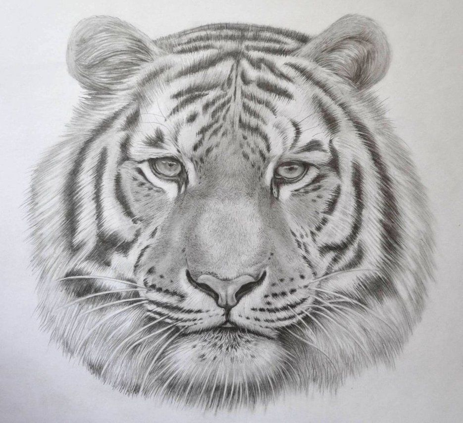 Tiger Face Drawing At Paintingvalley Com Explore Collection Of