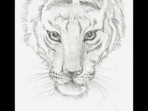 480x360 Drawing A Tiger Face - Tiger Face Drawing