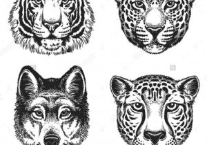 300x210 Easy Drawing Tiger Face - Tiger Face Drawing