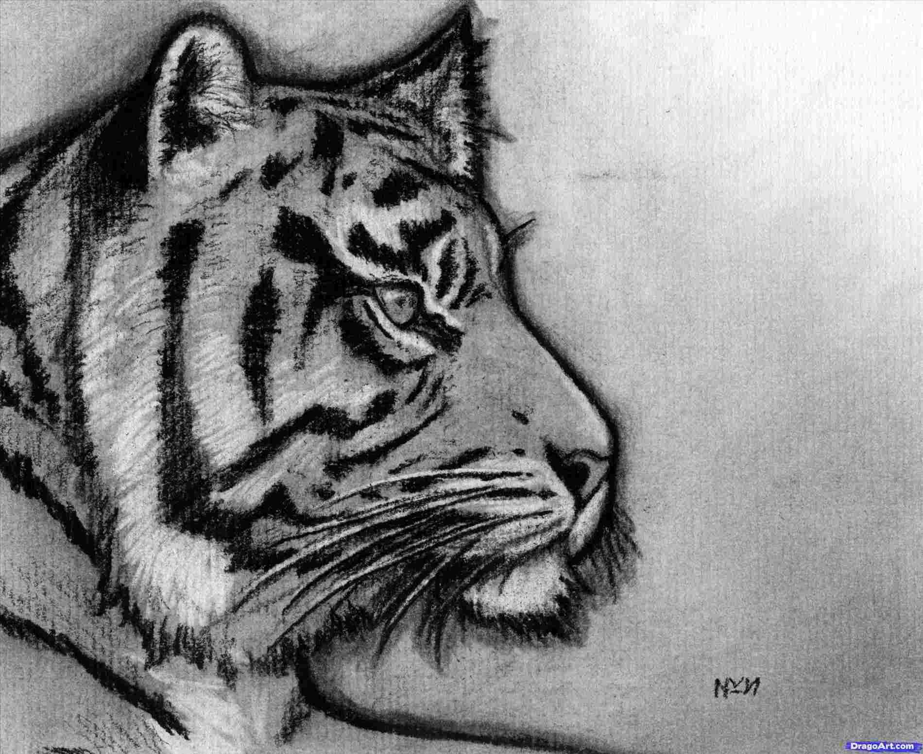 1900x1553 easy tiger face drawing ways to draw a tiger with pictures - Tiger Face Drawing
