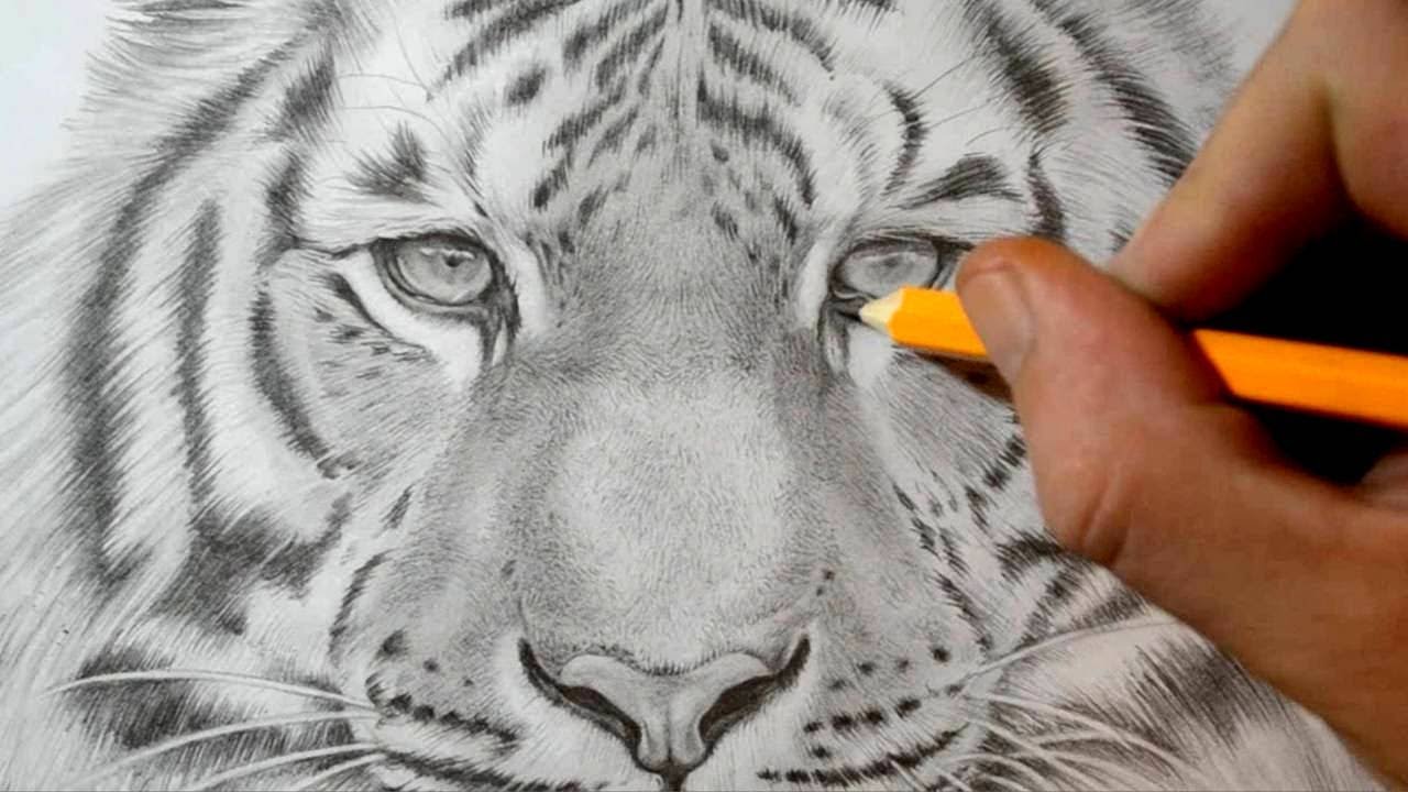 1280x720 How To Draw A Tiger - Tiger Face Drawing Pencil