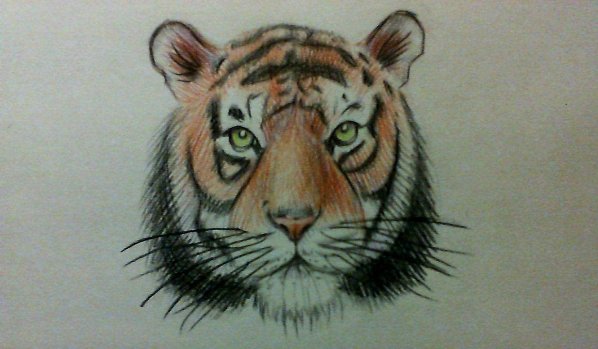 1234x720 How To Draw A Simple Tiger Face Easy Watercolor Pencils - Tiger Face Drawing Pencil