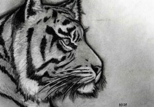 300x210 Pencil Sketch Of Tiger Face Sketches Of Tigerspencil Drawing - Tiger Face Drawing Pencil