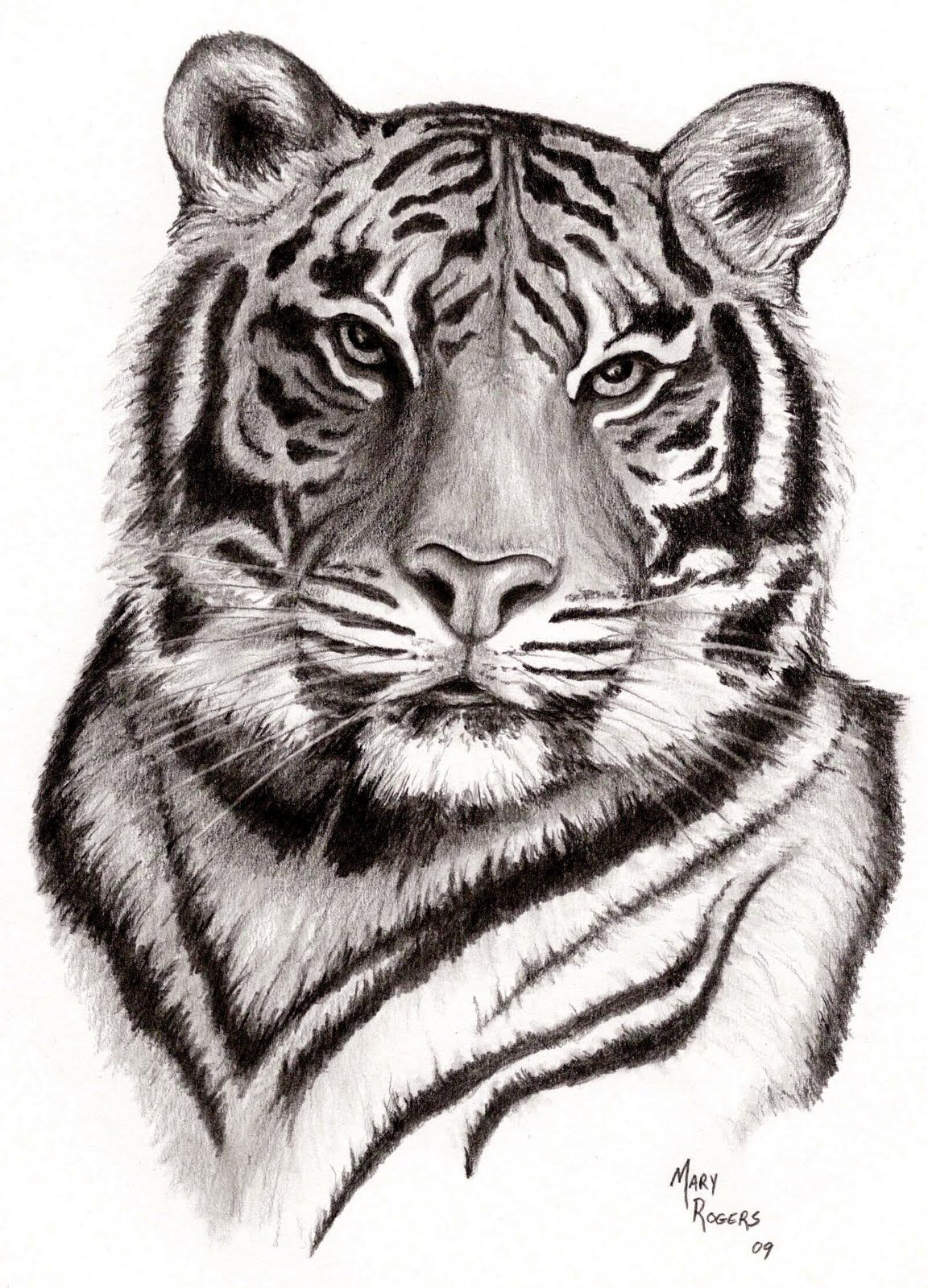 1152x1600 Chinese Zodiac Symbol - Tiger Face Drawing Pencil