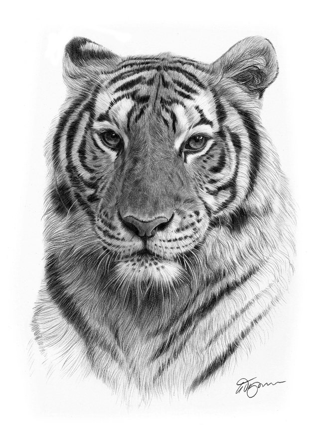Tiger Face Drawing Pencil at PaintingValley.com | Explore collection of ...