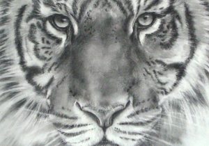 300x210 tiger drawings in pencil tiger face drawing pencil at getdrawings - Tiger Face Drawing Pencil