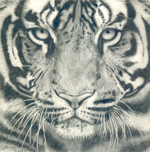 570x576 Tiger Face Black And White Realistic Pencil Drawing - Tiger Face Drawing Pencil