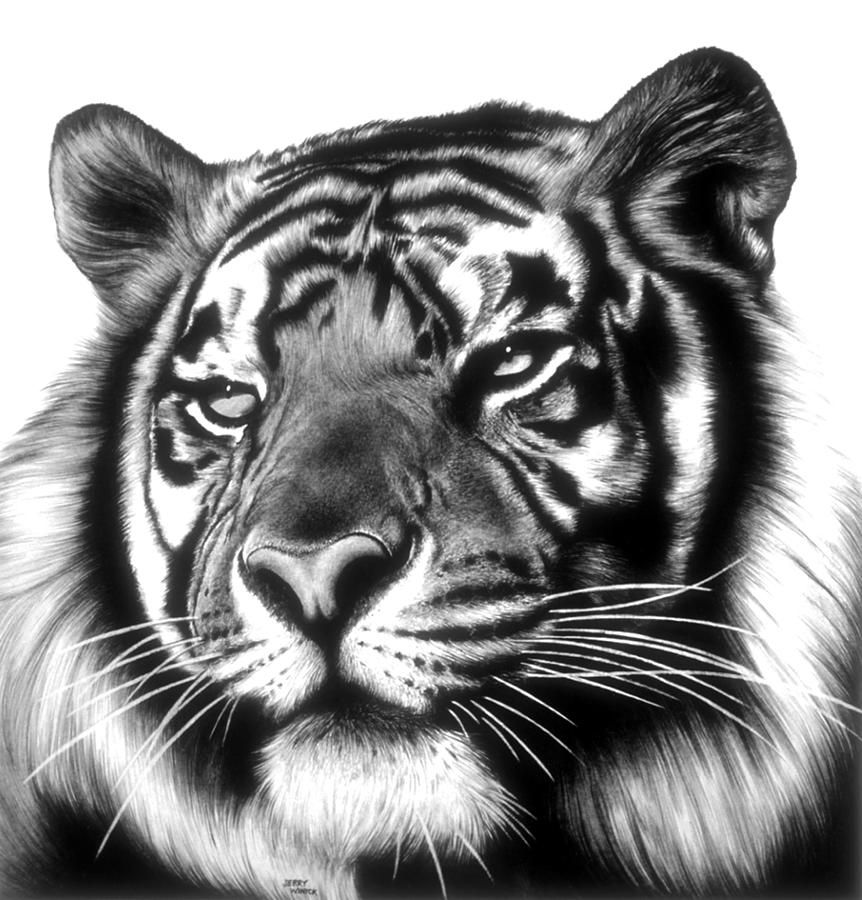 862x900 Tiger Face Canvas Print Canvas Art - Tiger Face Drawing Pencil