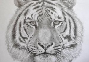 300x210 tiger face drawing pencil how to draw a tiger - Tiger Face Drawing Pencil