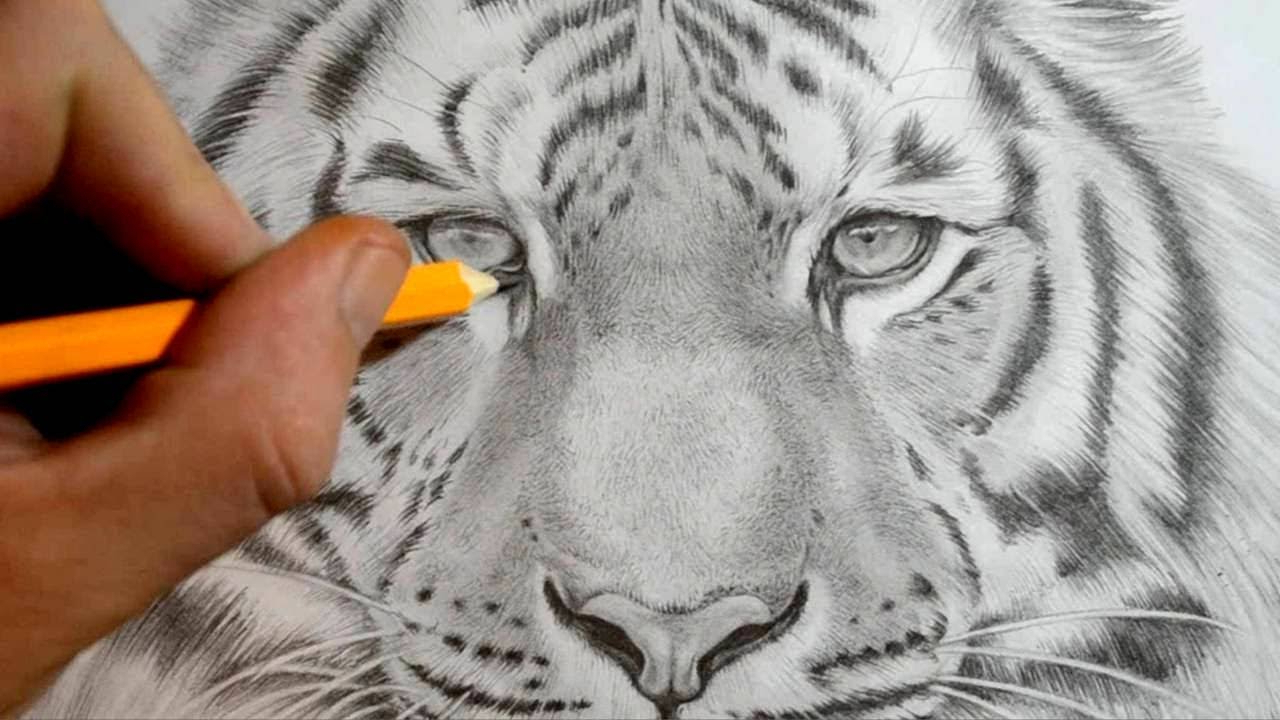 1280x720 drawing a tiger tiger face drawing pencil at getdrawings free - Tiger Face Drawing Pencil
