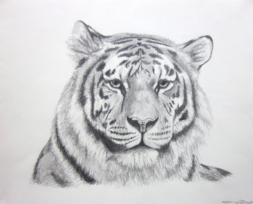 Tiger Face Drawing Pencil at PaintingValley.com | Explore collection of ...