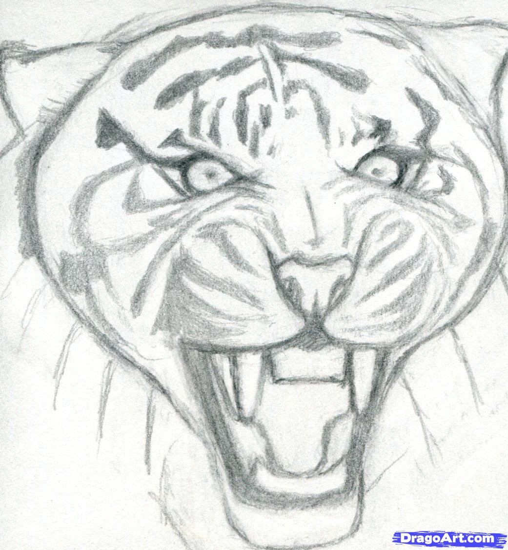 1041x1127 Tiger Pencil Drawing Step - Tiger Face Drawing Pencil