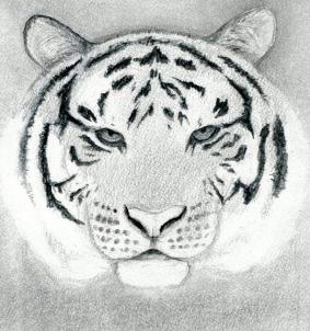 283x302 White Tiger Face Drawing Easy - Tiger Face Drawing Pencil