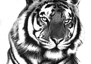 300x210 white tiger pencil sketch tiger pencil drawing stepstep tiger face - Tiger Face Drawing Pencil