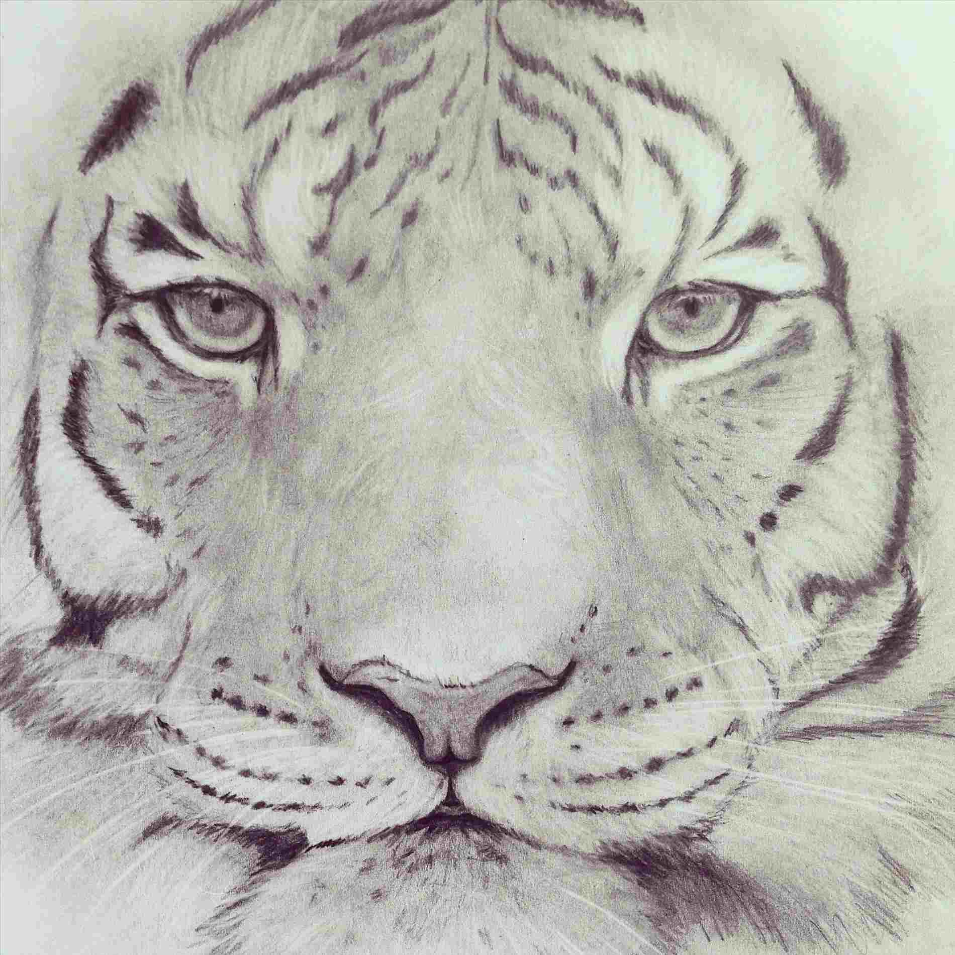 1900x1900 Rhcom A How To White Rhforkidscom A Tiger Face Drawing - Tiger Face Drawing Pencil