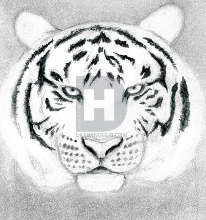 674x720 How To Draw A Tiger Head, Step - Tiger Face Drawing Pencil