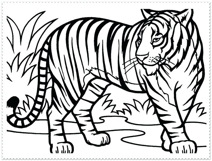 700x532 Homey Idea Tiger Out Line Drawing Outline At Getdrawings Com Free - Tiger Face Outline Drawing