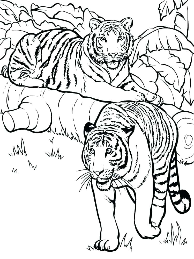 750x1000 outline of tiger outline image of tiger face - Tiger Face Outline Drawing