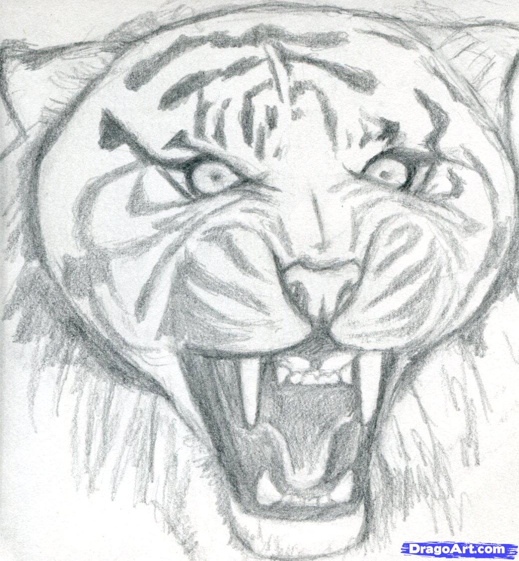 1041x1127 Tiger Face Sketch Drawing - Tiger Face Outline Drawing