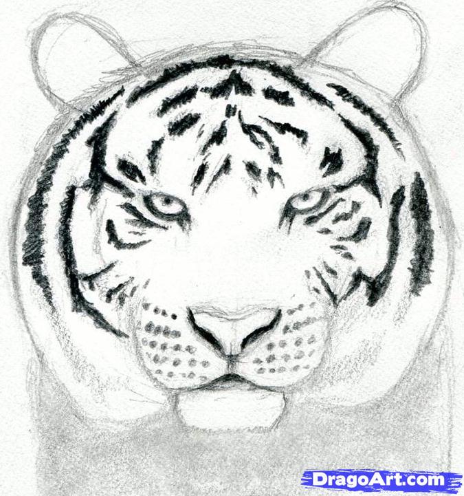 675x721 How To Draw A Tiger Head, Step - Tiger Head Drawing