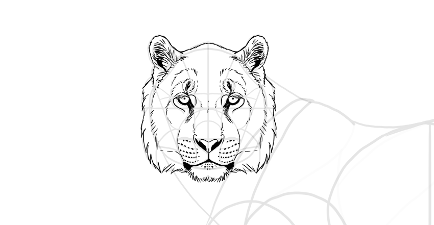 850x441 How To Draw A Tiger - Tiger Head Drawing