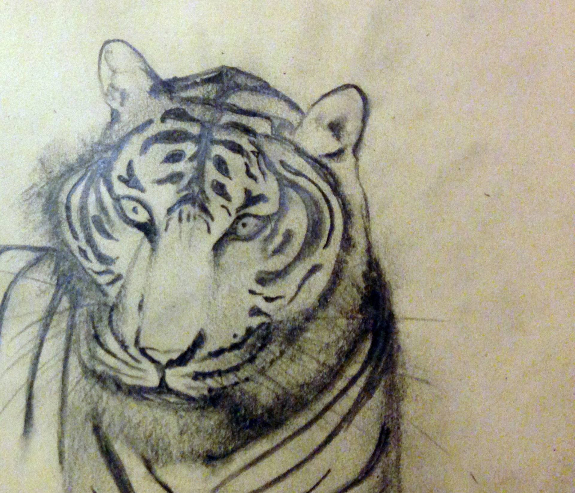 1920x1645 Indochinese Tiger - Tiger Head Drawing