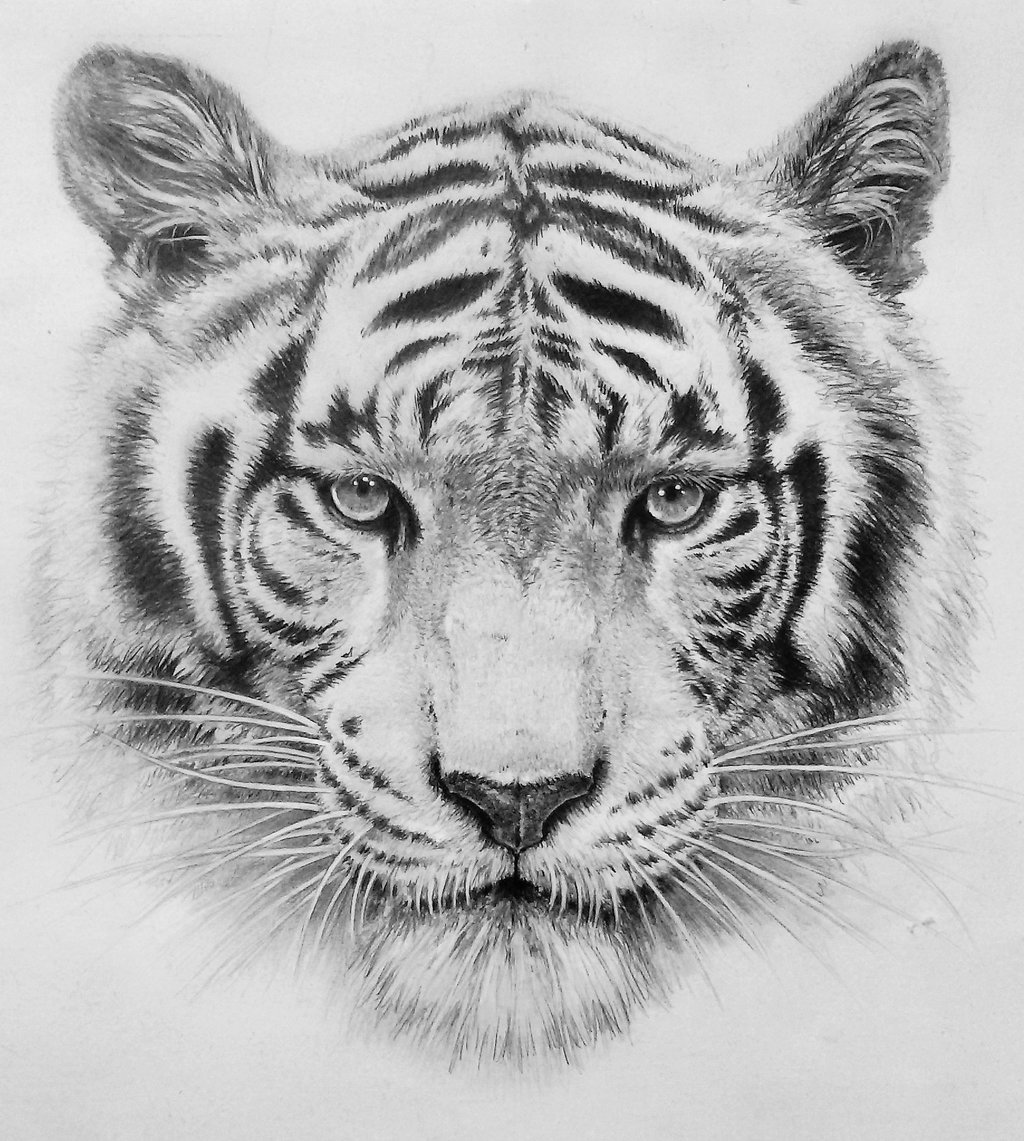 Tiger Head Drawing at PaintingValley.com | Explore collection of Tiger ...