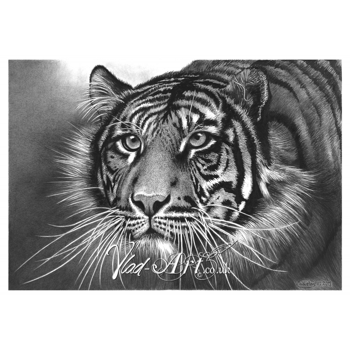 1200x1200 Skulking Tiger Head Pencil Drawing - Tiger Head Drawing