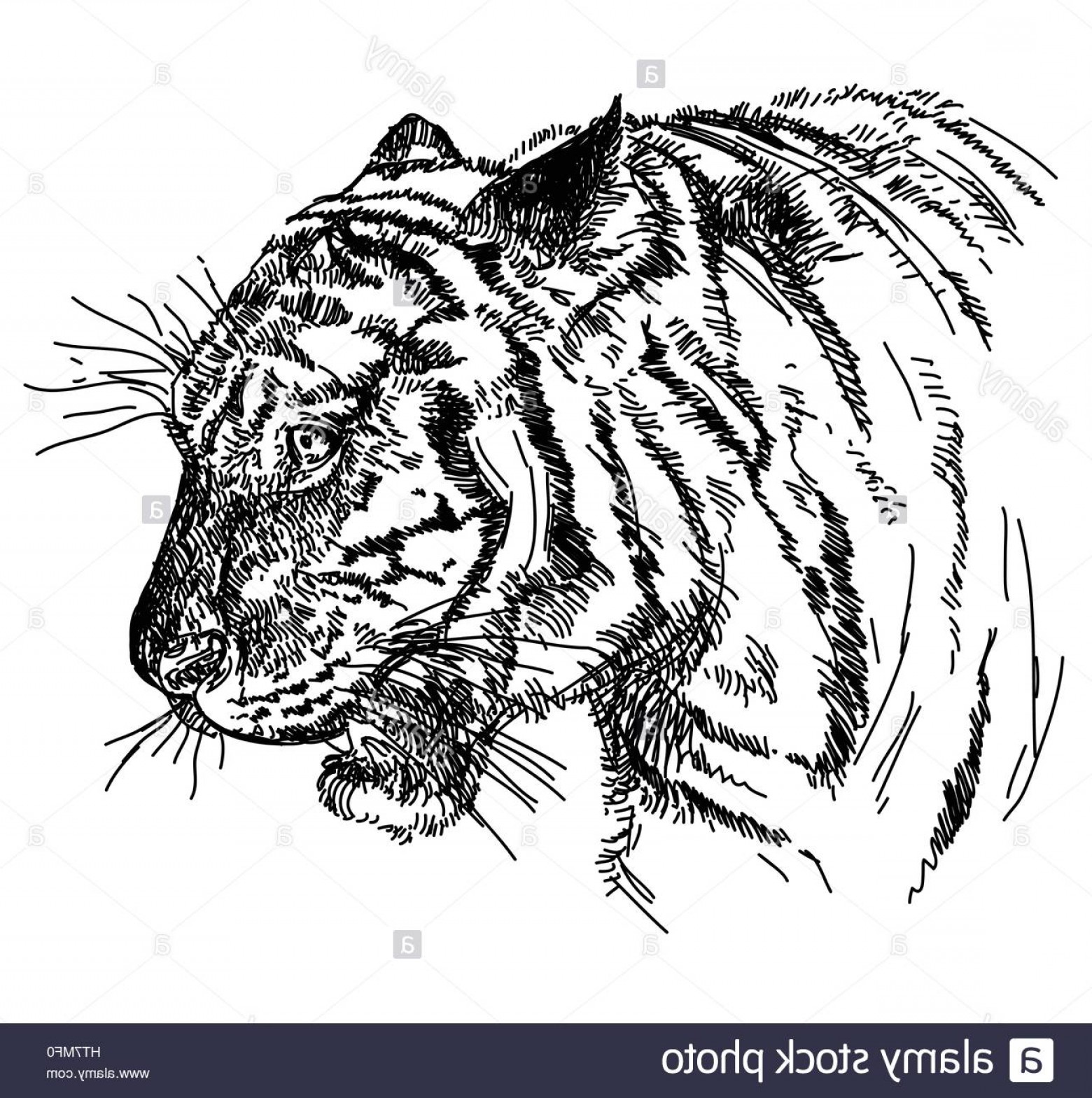 1560x1569 Stock Photo Tiger Head Vector Hand Drawing Illustration In Black - Tiger Head Drawing
