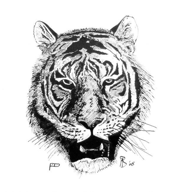 Tiger Head Drawing at PaintingValley.com | Explore collection of Tiger ...