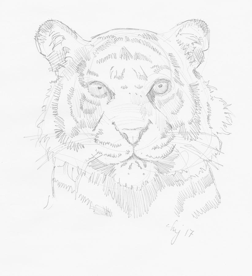 822x900 Tiger Head Drawing Drawing - Tiger Head Drawing