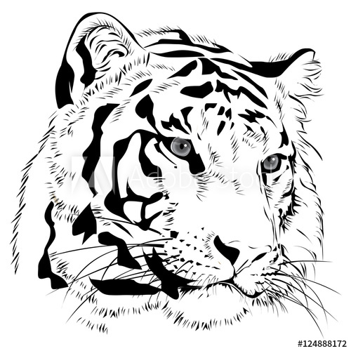 Tiger Head Drawing at PaintingValley.com | Explore collection of Tiger ...