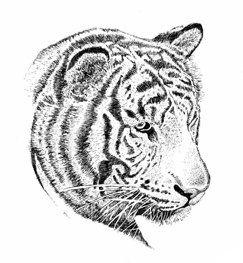 Tiger Head Drawing at PaintingValley.com | Explore collection of Tiger ...