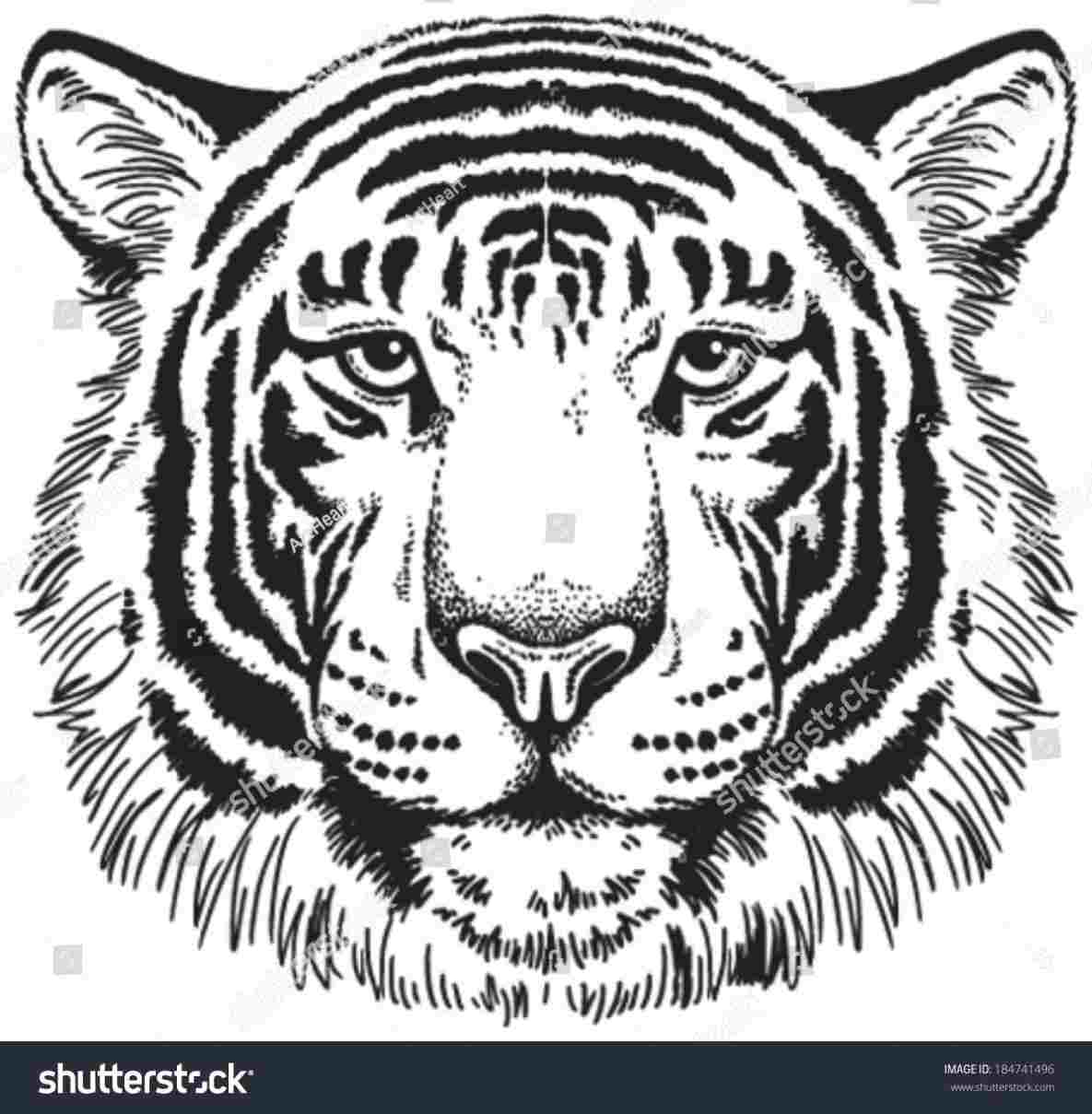 1185x1209 Easy Tiger Drawings With Pencil - Tiger Head Drawing Easy